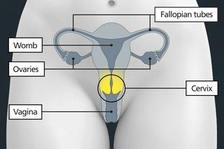 The female reproductive system, essential for reproduction and menstruation, is comprised of several key organs. The uterus, a hollow, pear-shaped organ, acts as the "house" for a developing baby with its muscular outer layer and an inner lining that changes monthly. The ovaries, small and almond-shaped, store and release eggs, which travel through the fallopian tubes, tiny tunnels connecting them to the uterus. 