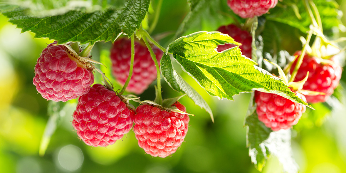  Raspberry Resilience: Fortify Your Immune System with Zinc-rich Fruits